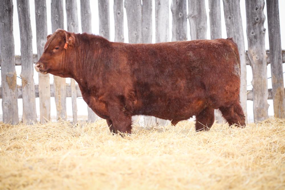 bull